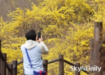 개나리로 물든 응봉산… 봄 향기 ‘가득’