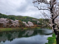 제1회 용인시의장배 한마음가족골프대회, 벚꽃 잔치 속 3일 개막