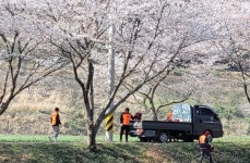 장흥군 용산면 남상천 벚꽃길 환경 정화