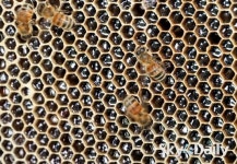 “양봉으로 창업하세요”