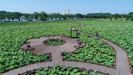 멸종위기 순채, 강릉 순포습지에 돌아오다