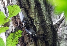 인공 증식 장수하늘소, 광릉숲에서 어엿하게 자연번식