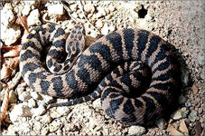 국립공원 탐방 시 맹독성 뱀 주의하세요