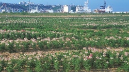 동해 묵호항 준설토 매립지, 가을꽃으로 물들다