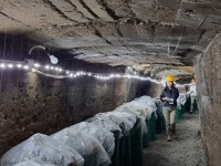 [주말N여행] 은빛 억새 물결 타고 퍼지는 토굴 새우젓의 향기