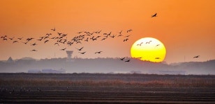 서산시 천수만 노을을 수놓으며 여행을 떠나는 천연기념물 흑두루미 떼