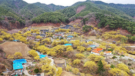 봉화 띠띠미마을에는 온통 산수유꽃이 활짝