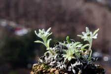 꽃으로 쓰는 역사 [5] ‘사운드 오브 뮤직’으로 유명해진 에델바이스