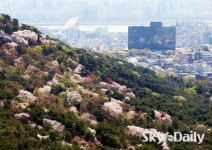 남산의 벚꽃 절정기