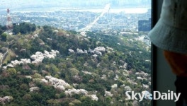 남산의 벚꽃 절정기