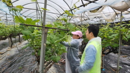 경기농협, 화성 송산 포도농가 찾아 구슬땀