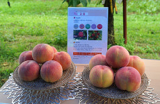 경북도 육성 프리미엄 복숭아 ‘홍백’ ‘금황’ 농가 보급 확대