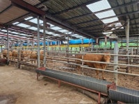 나주시, 한우 축산농가에 사료비 최대 99만 원 지원한다