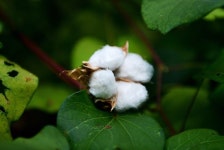 꽃으로 쓰는 역사 [33] 백성들을 따뜻하게… 의복 혁명의 씨앗된 ‘목화’