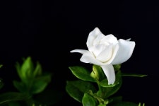 [영상] 꽃으로 쓰는 역사 [39] 치자는 황금처럼 귀한 식물