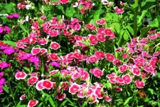 꽃으로 쓰는 역사 [42] 메마르고 척박한 곳에서도 잘 자라는 패랭이꽃