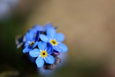 꽃으로 쓰는 역사 [51] ‘나를 잊지 마세요’ 호소하는 물망초