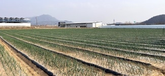 구미농기센터, 양파재배도 스마트하게