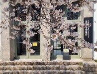 종로구 계절관측용 왕벚나무 연분홍 얼굴 활짝!