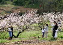 담 넘고 국경 넘어 오세요… 부천 복사골 이야기 [아는 풍경 낯선 여행]