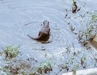 영풍 석포제련소 앞 수달 발견… 하천 수질 개선 입증