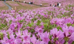 불암산 힐링타운 철쭉동산 ‘핑크빛 철쭉 만개’