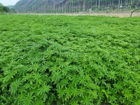 [르포] 산불이 지나간 자리… 화마 속에서 고택 지킨 안동 금소마을 사람들