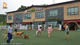반려견 테마파크  봄펫아카데미 오픈