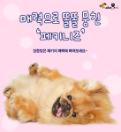 매력으로 똘똘 뭉친 페키니즈