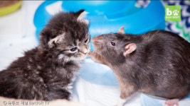 고양이와 쥐의 우정? 뉴욕의 이색 고양이 카페