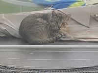 집앞 길고양이 삼국지, 새로운 지배자의 등장