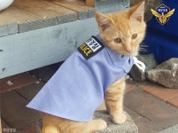   바다 지키는 고양이 아꼬미