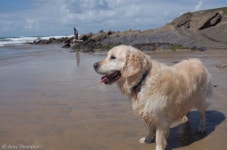 10년 함께한 반려견 보내며.. 세상과 추억 공유한 주인