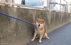 끌려가지 않는다 시바, 난 터프가이니까