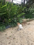 군산 유명 사찰 동국사를 간택한 냥이