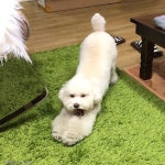 슬리피 나른하개