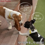 똥꼬발랄 허시의 회사 생활기