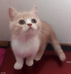 장화 신은 고양이 닮은꼴이라냥