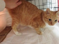 “저 좀 데려가 주세요” 먼저 손 내민 길고양이