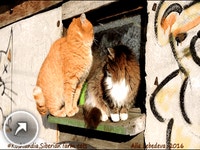 겨울나라의 고양이들