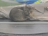 엄동설한 임신 길고양이 받아준 세탁소 주인