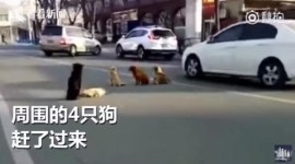 도로 한복판 로드킬 친구 지킨 유기견 4총사 
