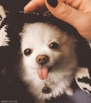 한채아, 반려견 순심이 귀염 폭발 근황