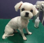 강아지 셀프미용 개...망함