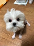 강아지 셀프미용 개...망함