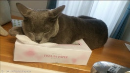 갑티슈와 사랑에 빠진 고양이