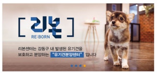 서울 강동구 유기견 분양부터 반려동물 정보까지 한 눈에