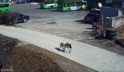 가방을 물고 튀어라..CCTV에 딱걸린 절도견(犬)