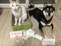 쭈뼛쭈뼛 vs 뻔뻔..사고치다 걸린 멍이와 냥이의 반응