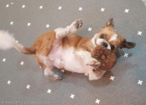 간식전문점 영업담당 상무가 된 봄이